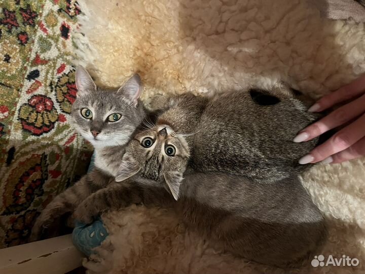 Кошка ищет дом
