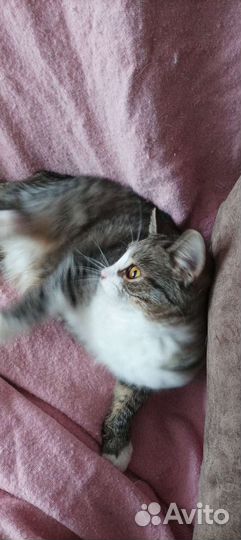 Кошка молоденькая 9 месяцев