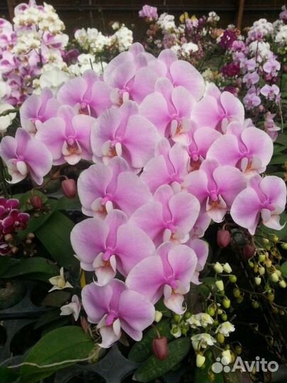 Орхидея фаленопсис Азия подростки не цветут