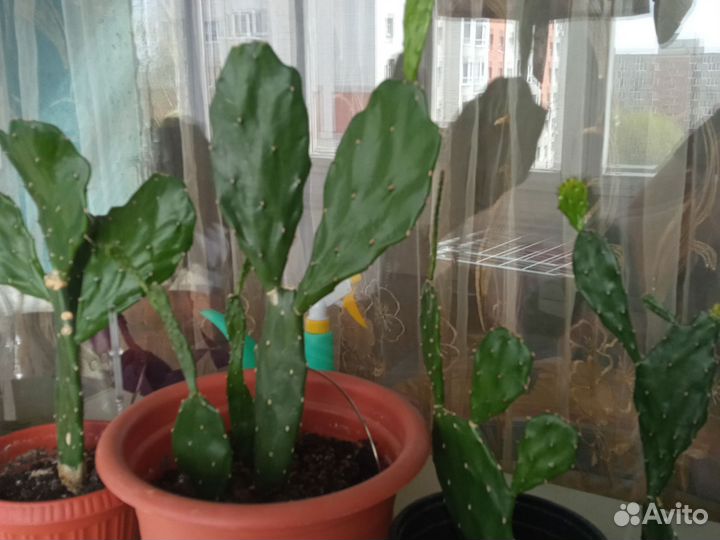 Кактус опунция большой