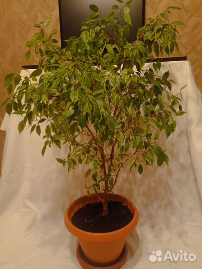 Фикус бенджамина