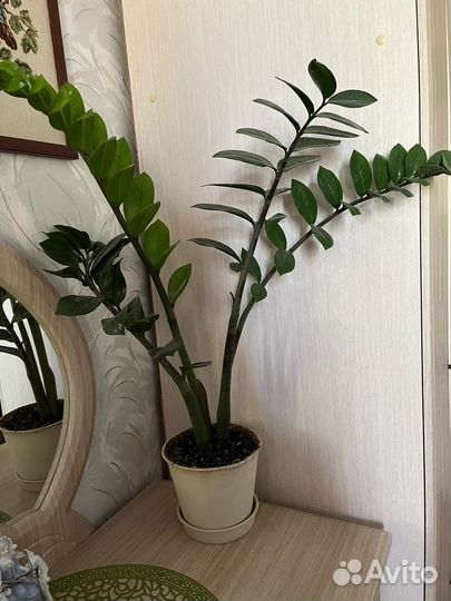 Замиокулькас