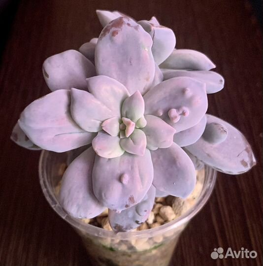 Graptopetalum superbum monstrose