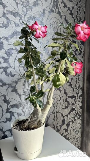 Адениум крупномер