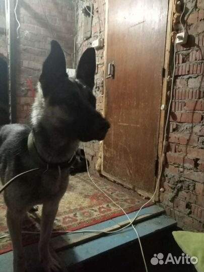 Восточноевропейская овчарка
