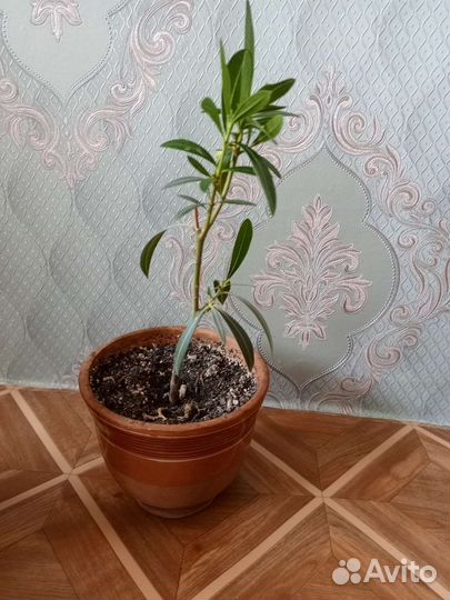Олеандр махровый