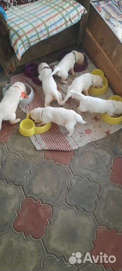 Щенки Голден ретривера