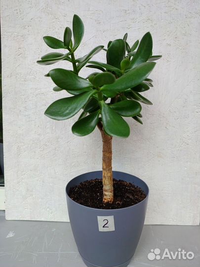 Денежное дерево