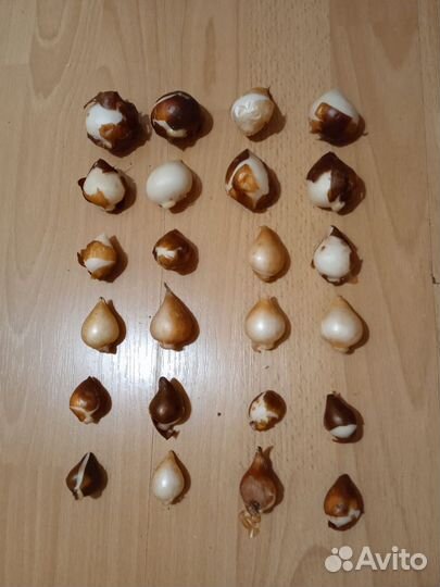 Луковицы тюльпанов