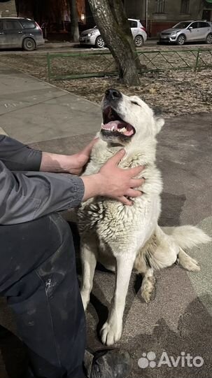 Собака метис алабая