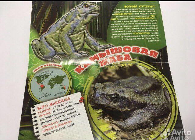 Камышовая жаба