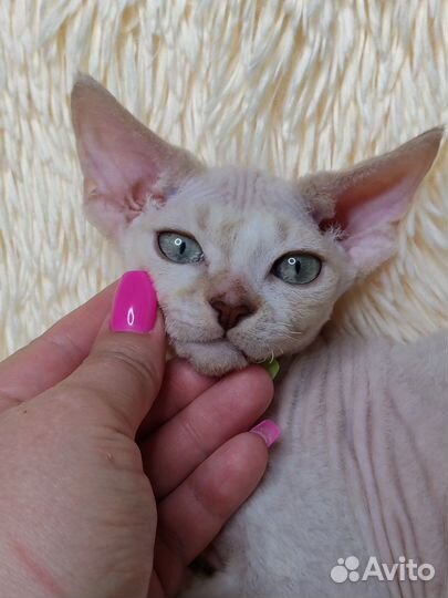 Красавчик девон