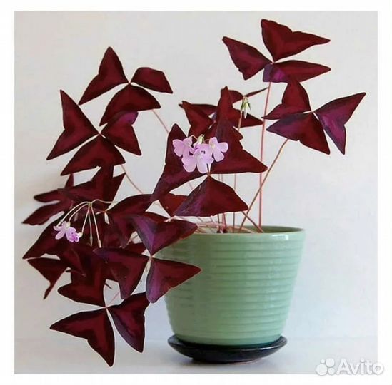 Красный клевер домашний