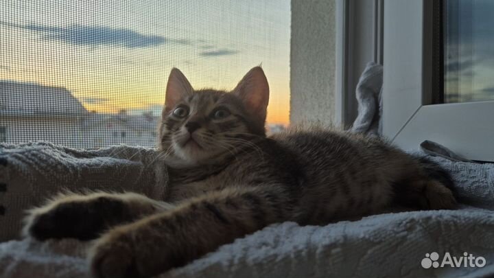 Котята