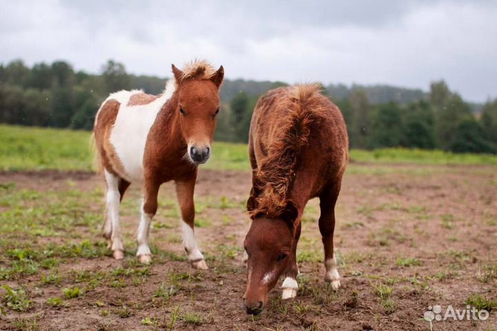 Продам мини Шетлендских жеребчиков