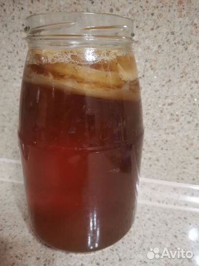 Чайный гриб комбуча