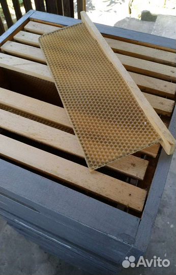 Улей нуклеус