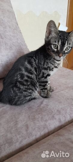 Бенгальские котята
