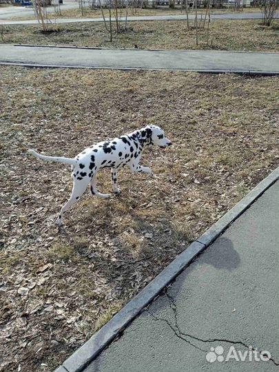 Далматинка