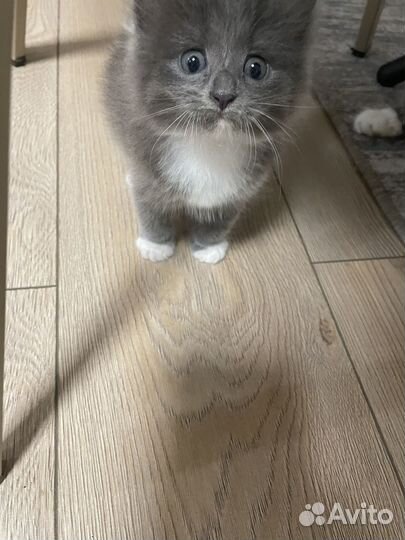 Котенок 1,5 мес