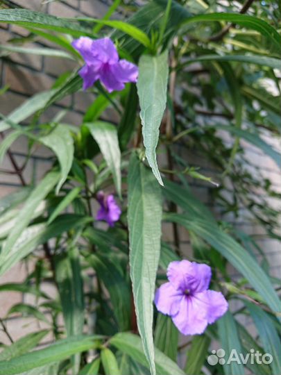 Руэллия Бриттона многолетник