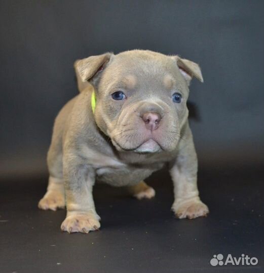 Американский булли