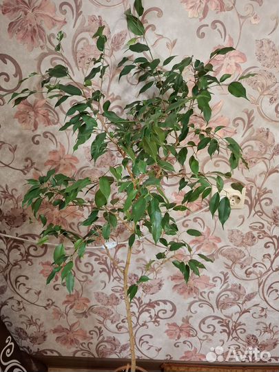 Фикус бенджамина большой