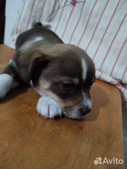 Маленькая собака