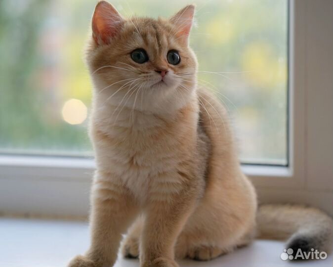 Британская шиншилла, котята