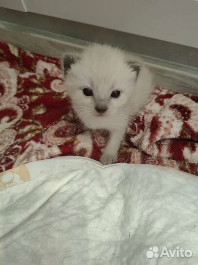 Котята Сиамские