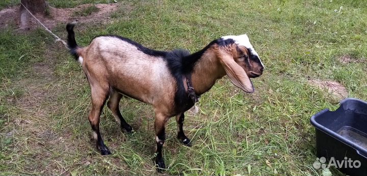 Продаются козы