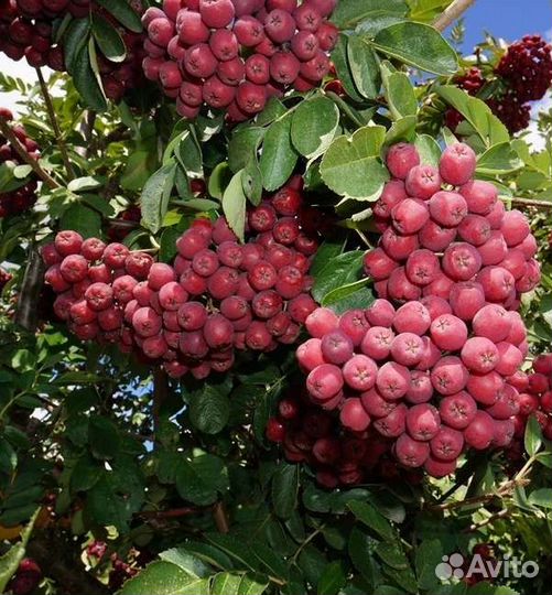 Рябина гранатная саженцы