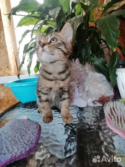 Кошки шотландцы