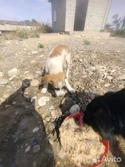 Щенки в добрые руки