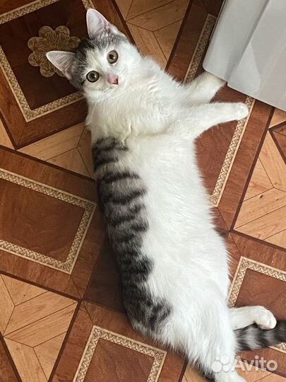 Кошки в добрые руки