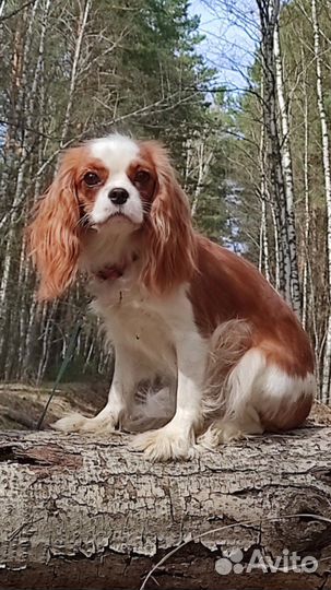 Кавалер кинг чарльз спаниель девочка