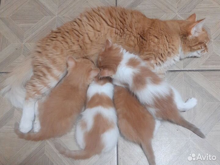 Котятки в добрые руки