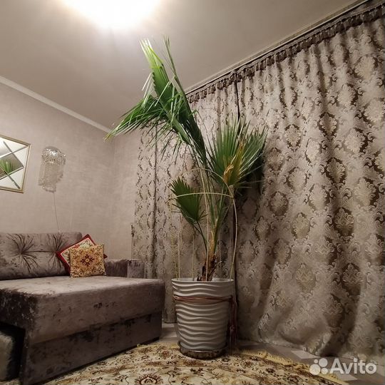 Пальма Вашингтония