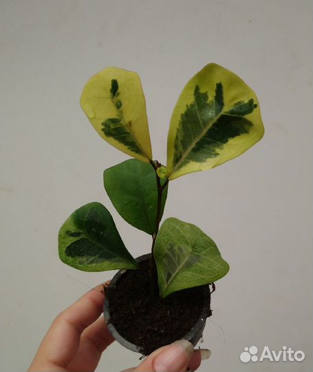 Комнатные растения