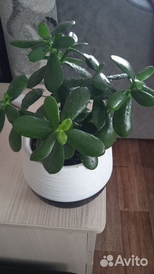 Денежное дерево