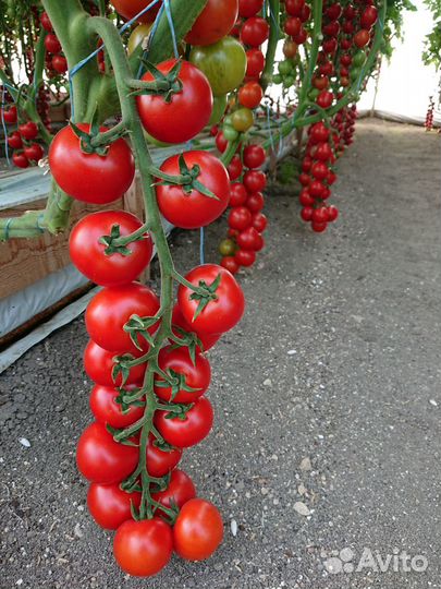 Помидоры черри(2024)