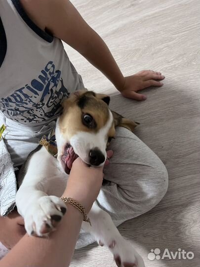 Щенок бигль