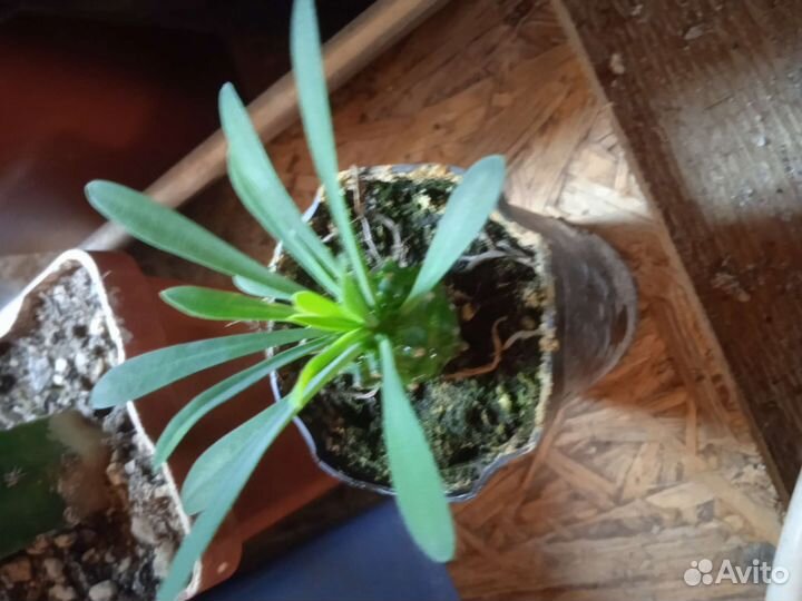 Эуфорбия габизан