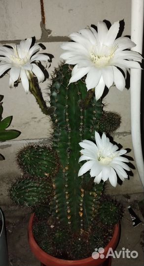 Кактус эхинопсис