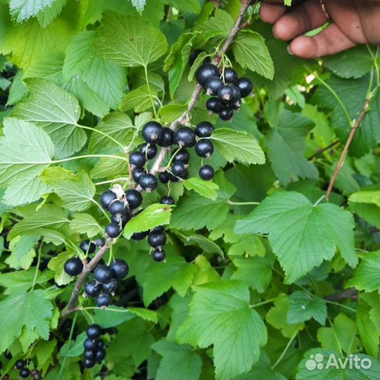 Чёрная смородина