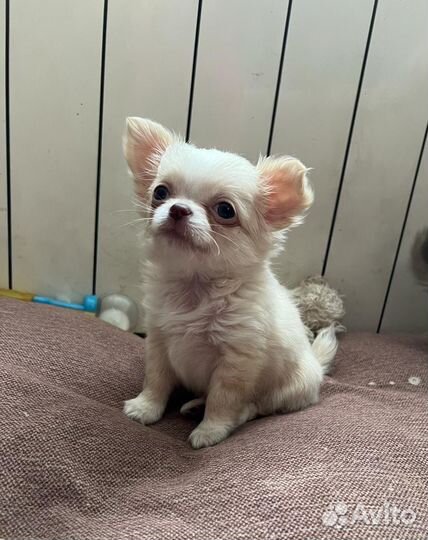 Кобель чихуахуа для вязки