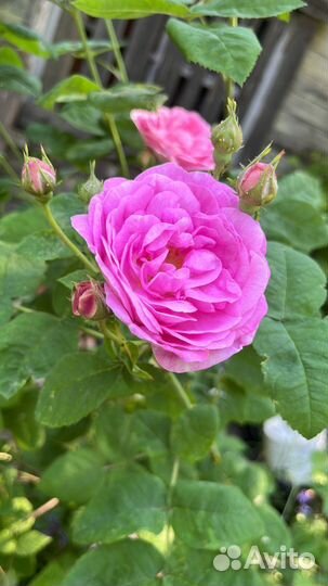 Флоксы, примула, земляника