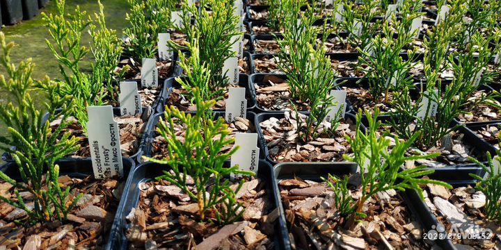 Туя Рейнголд Тедди Даника Мириам Голд Глоб Столвик