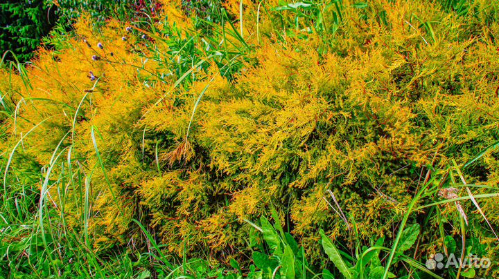 Туя западная Рейнгольд