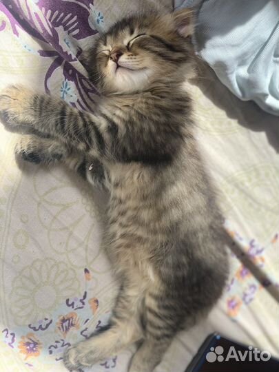Котята Хайленд Фолд